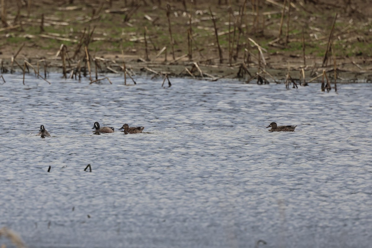 Blue-winged Teal - ML617630910