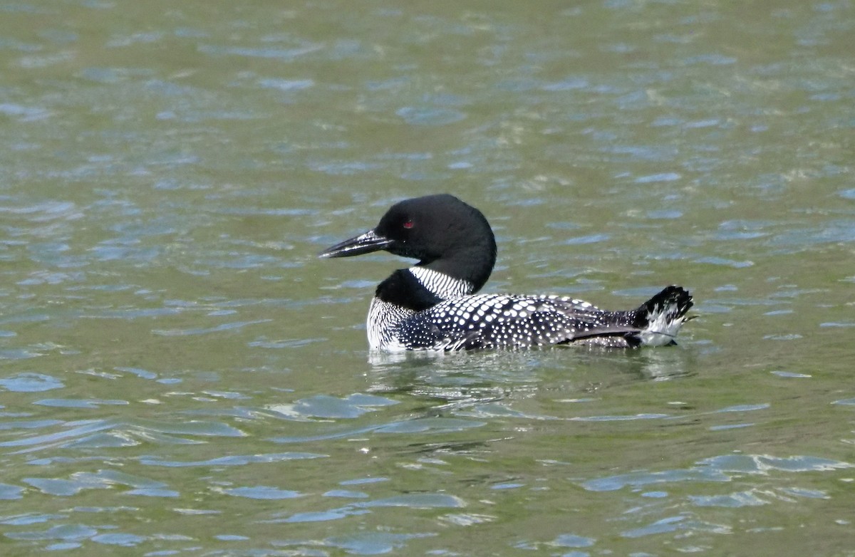 Common Loon - ML617630952