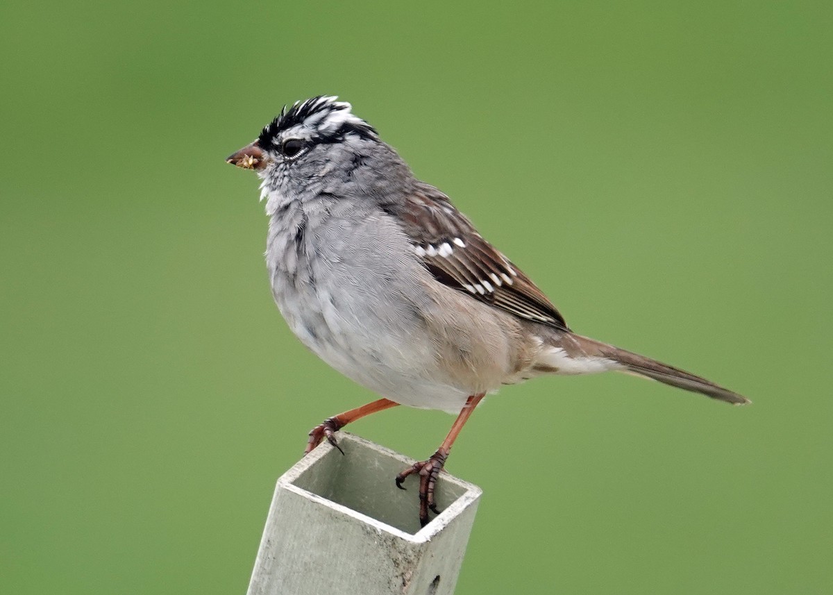 White-crowned Sparrow - N. Wade Snyder