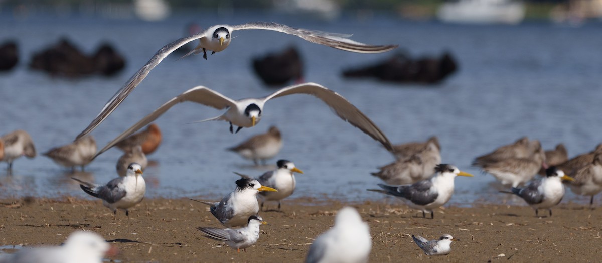 Little Tern - ML617630972