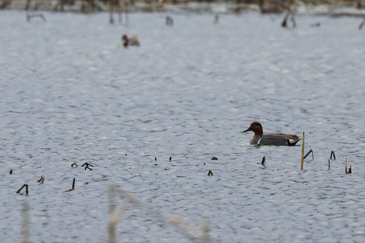 Green-winged Teal - ML617630978