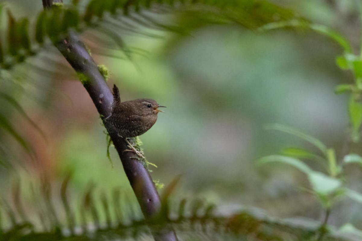 Pacific Wren - ML617631038