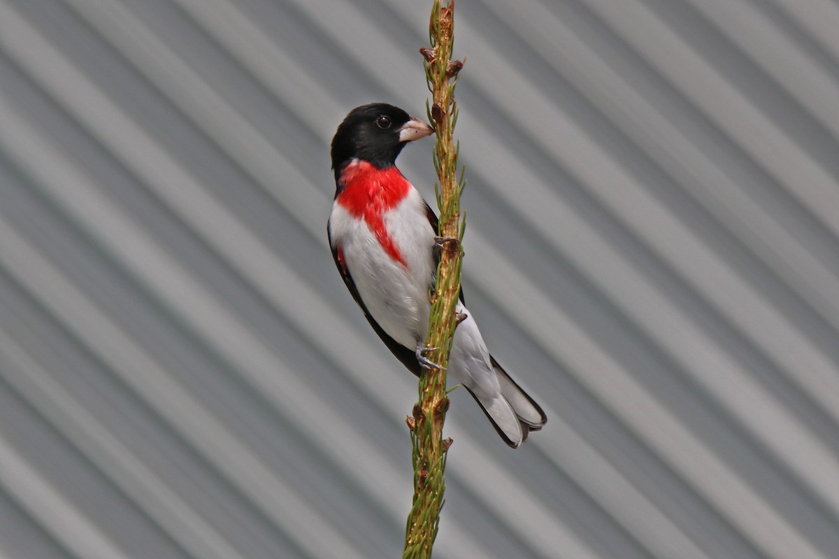 Cardinal à poitrine rose - ML617631084