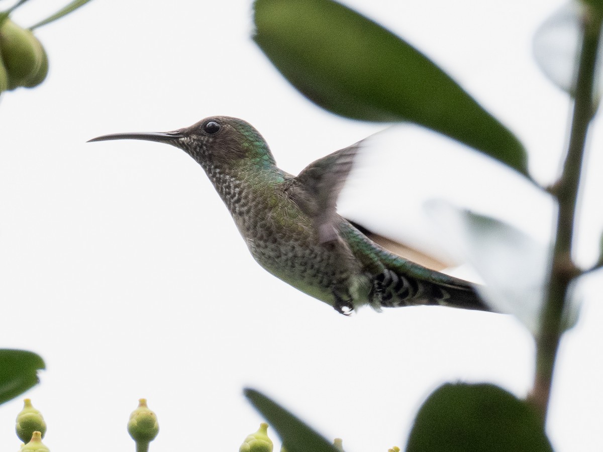 White-necked Jacobin - Chris Fischer