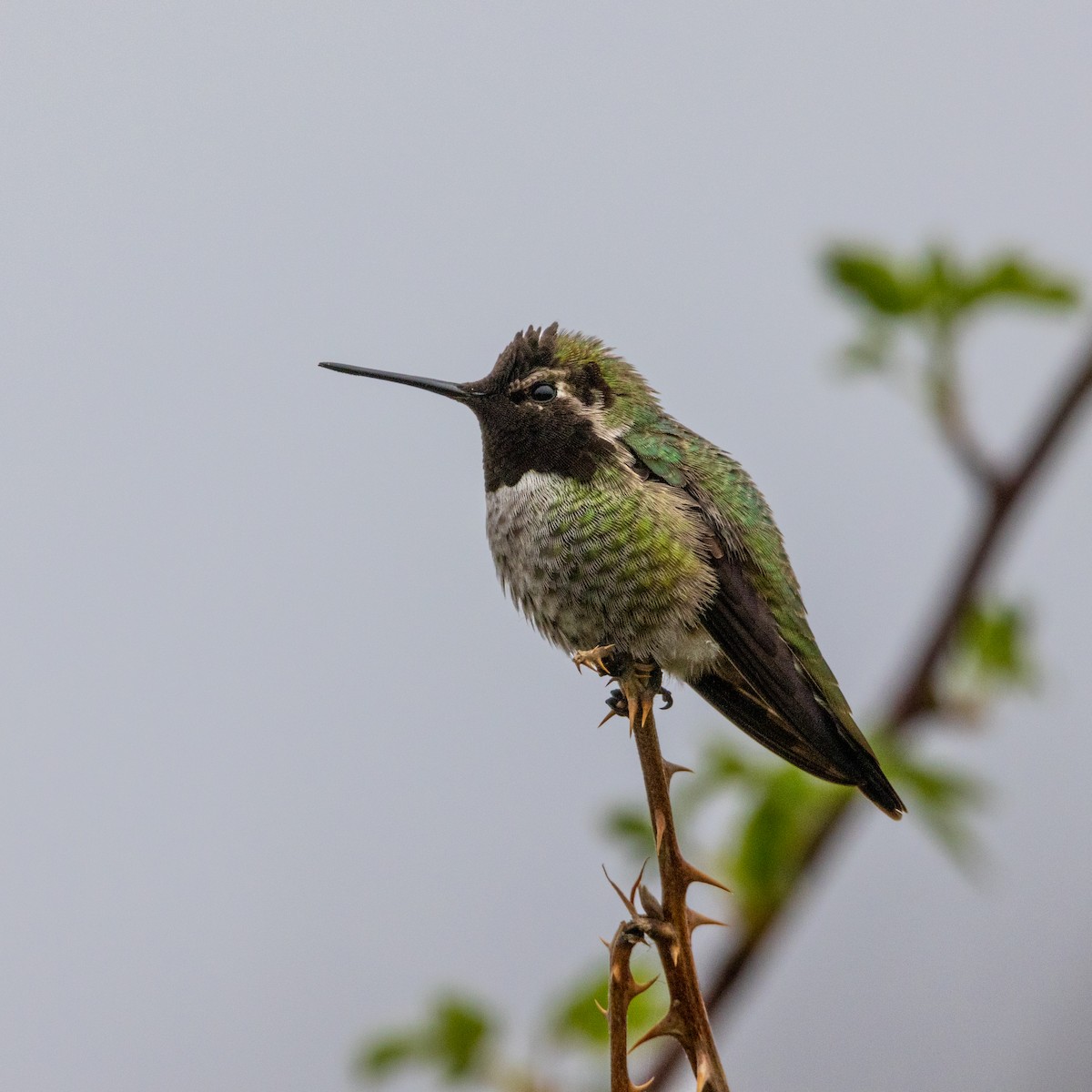 Anna's Hummingbird - ML617631201