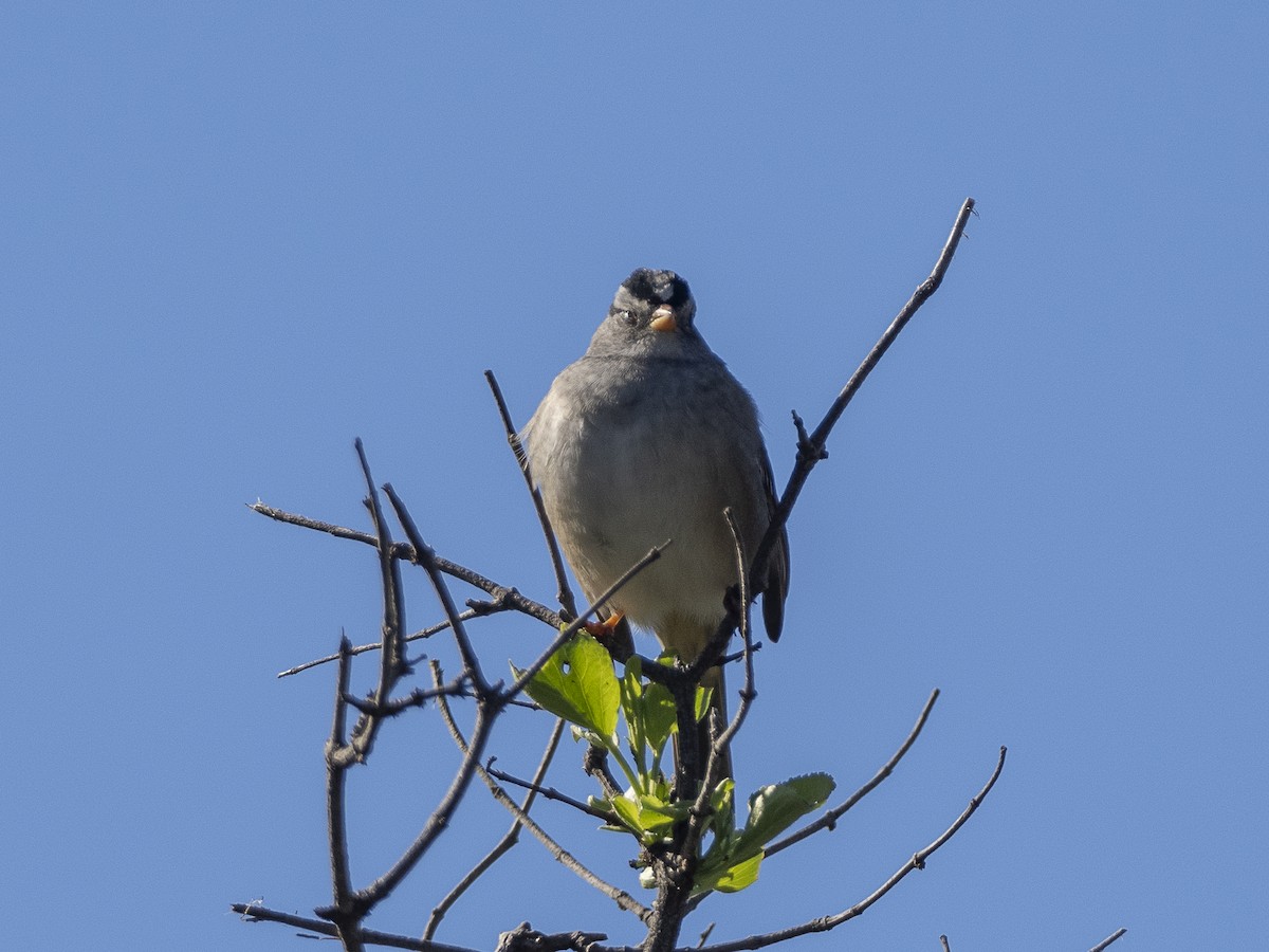 White-crowned Sparrow - Steven Hunter