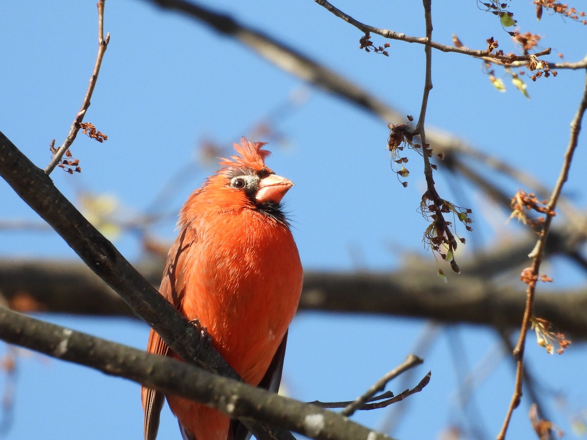 Northern Cardinal - ML617631224