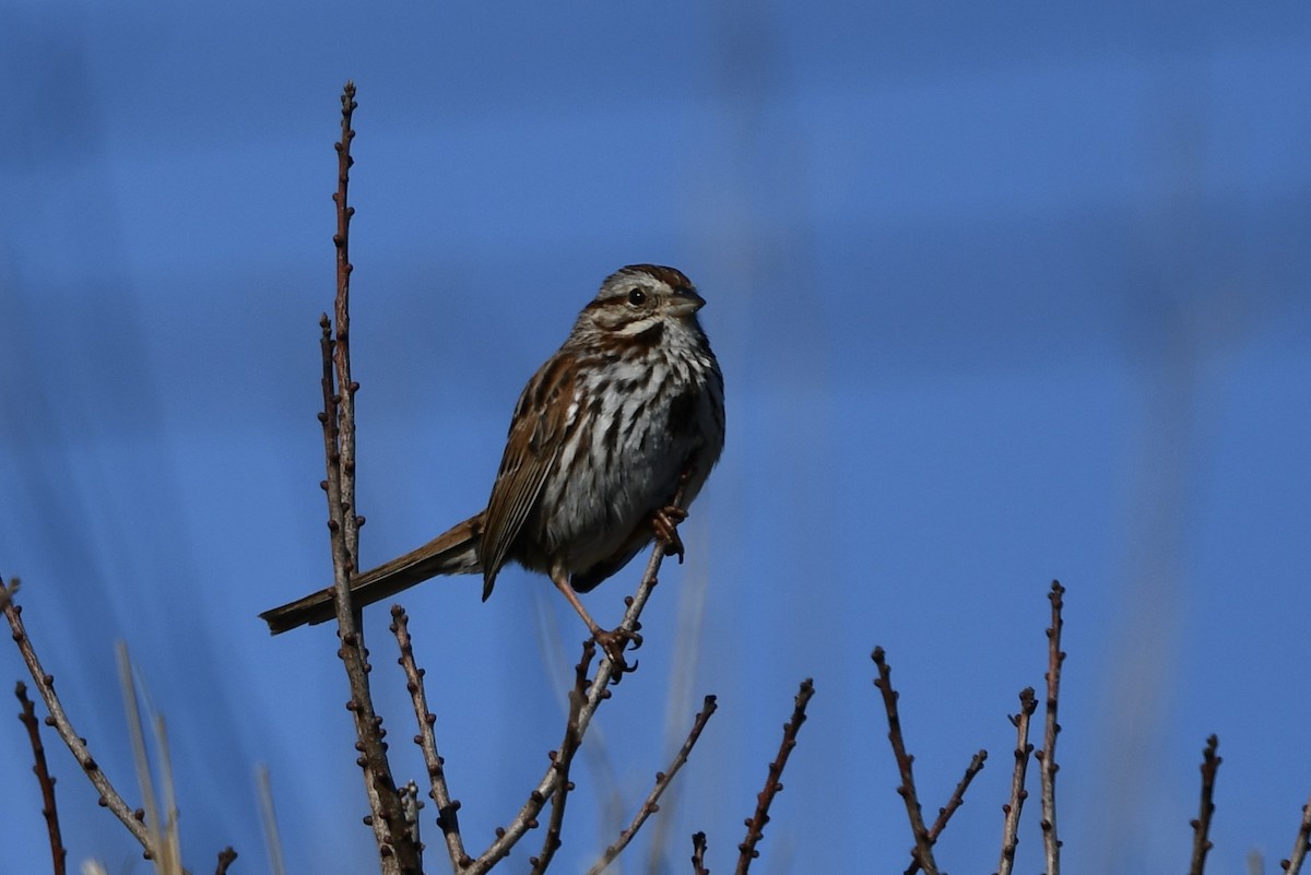 Song Sparrow - ML617631237