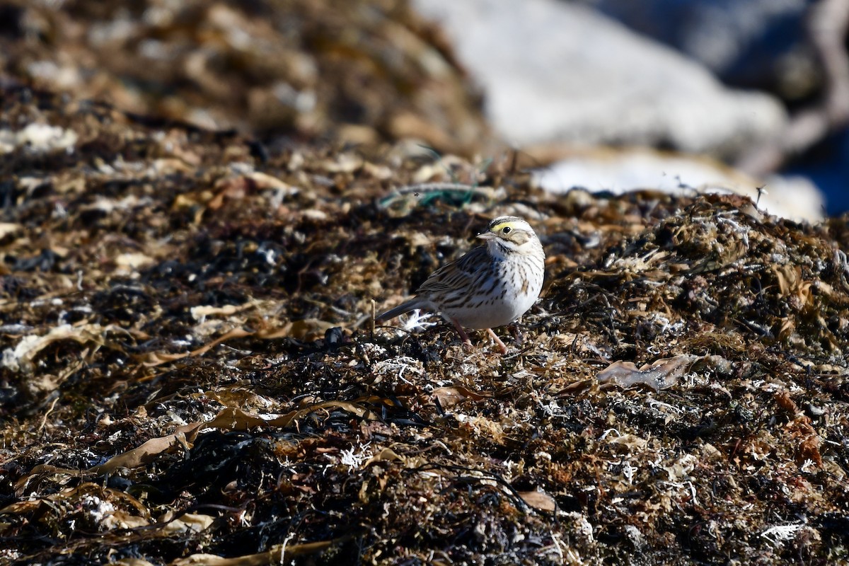 Savannah Sparrow - ML617631247