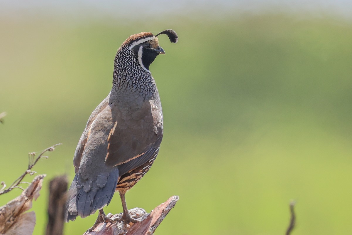 California Quail - ML617631255