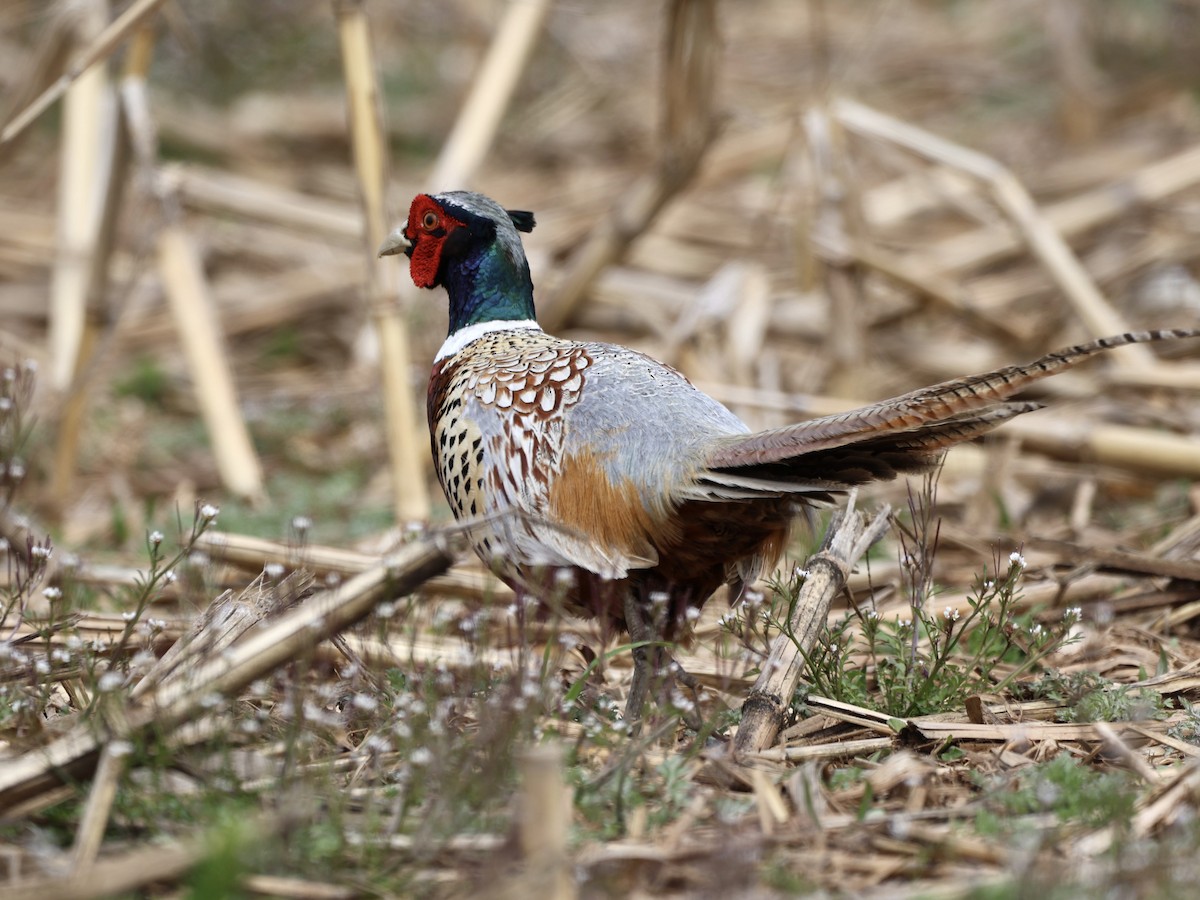 Ring-necked Pheasant - ML617631269