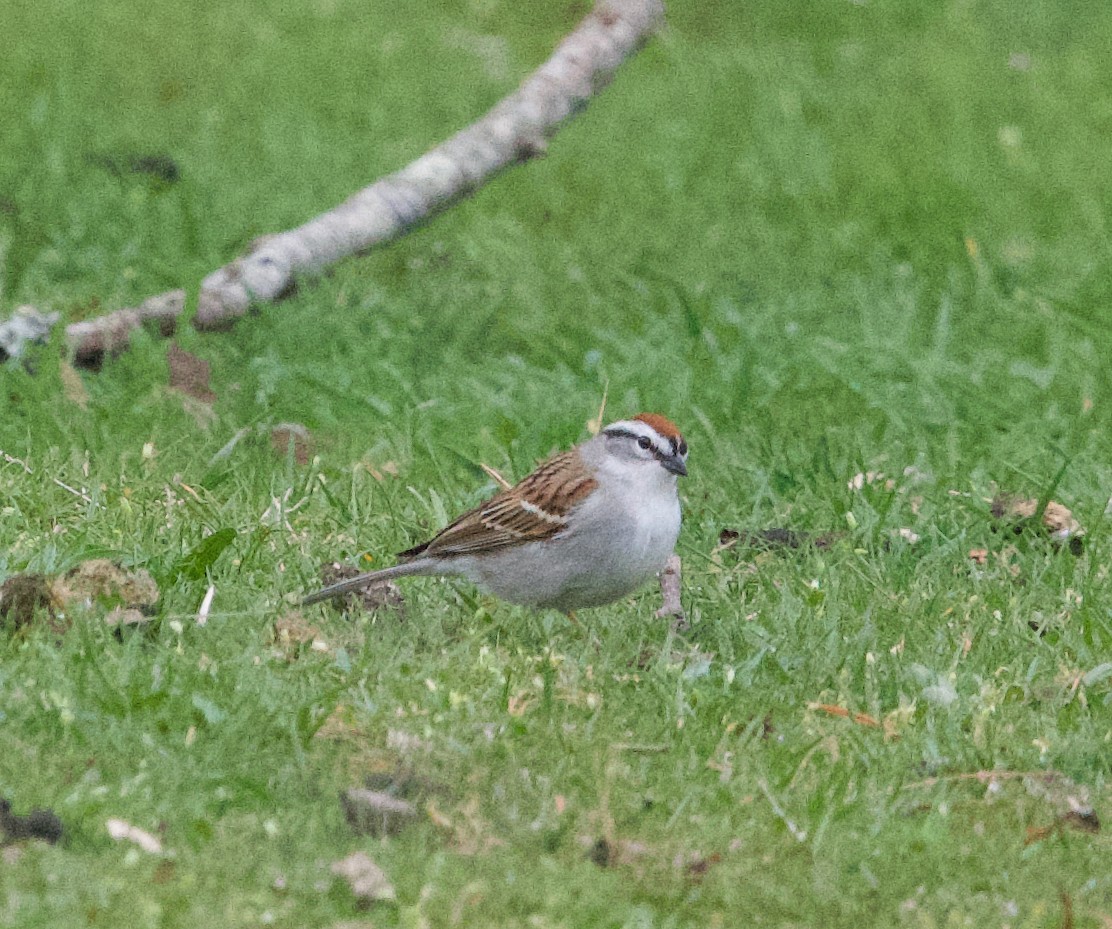 Chipping Sparrow - ML617631290