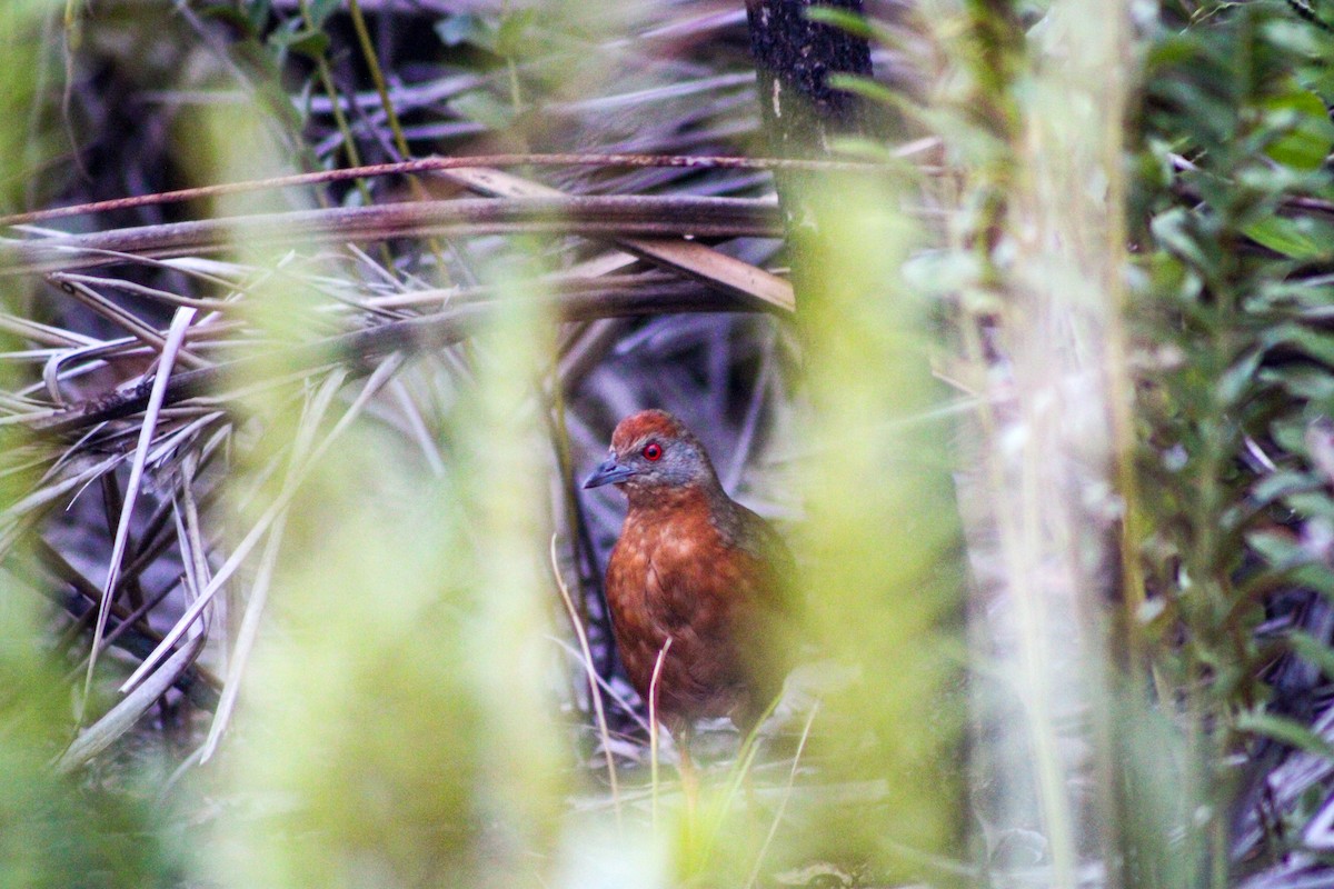 Russet-crowned Crake - ML617631299