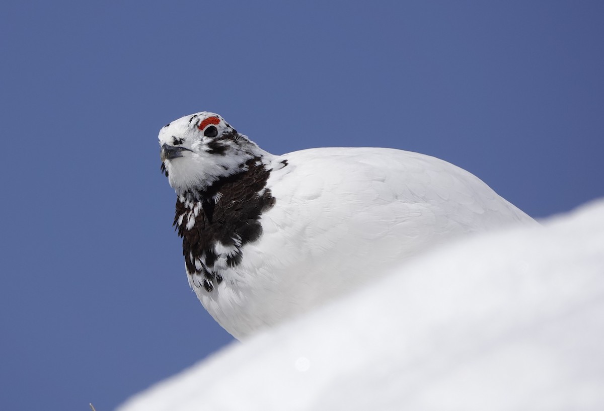 Willow Ptarmigan - Connor Goff