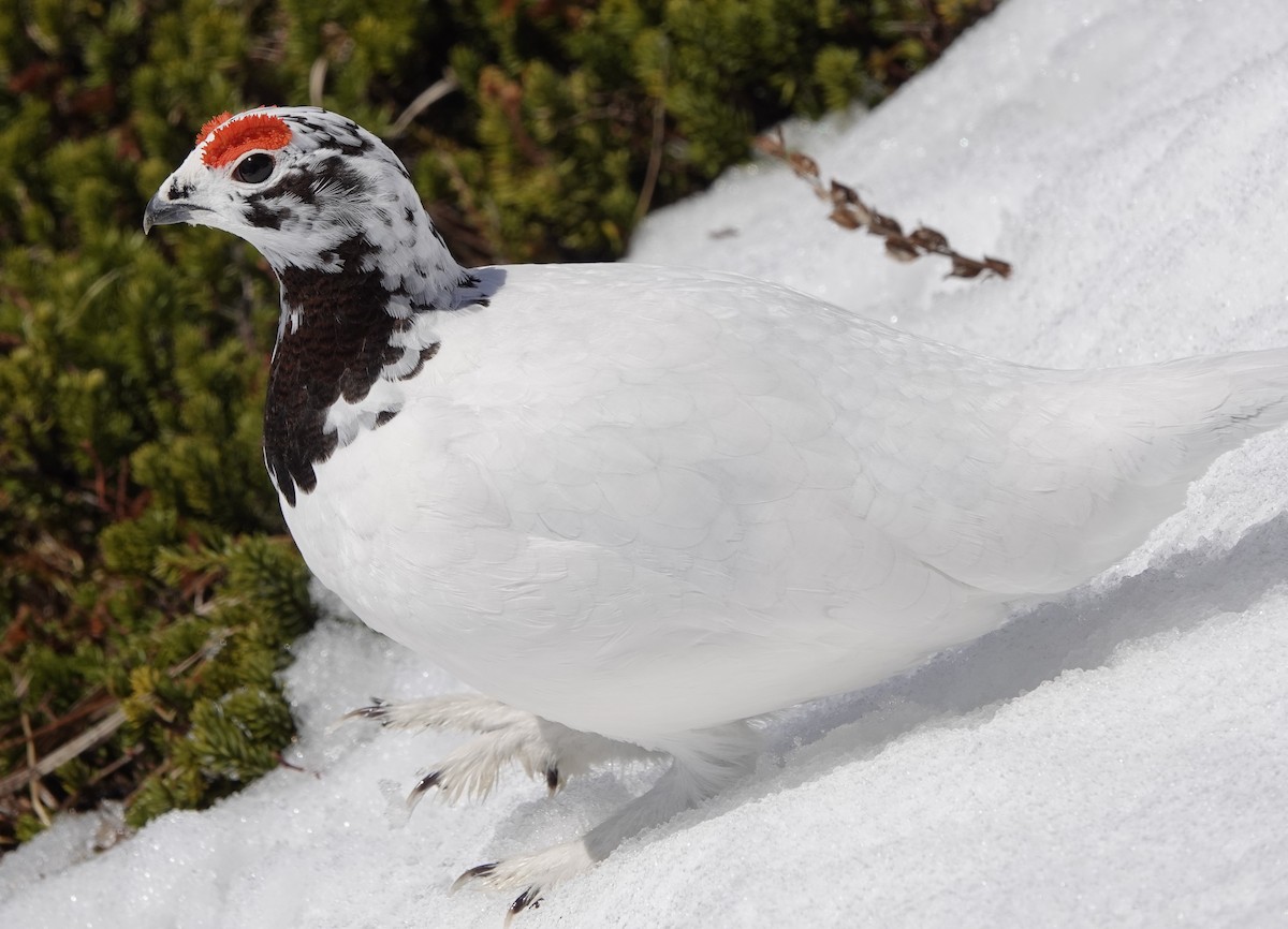 Willow Ptarmigan - Connor Goff