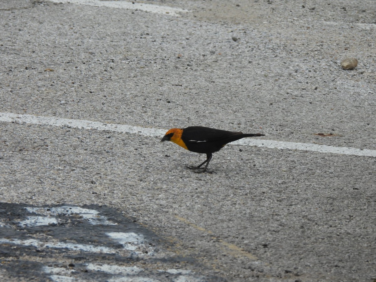 Yellow-headed Blackbird - ML617631343