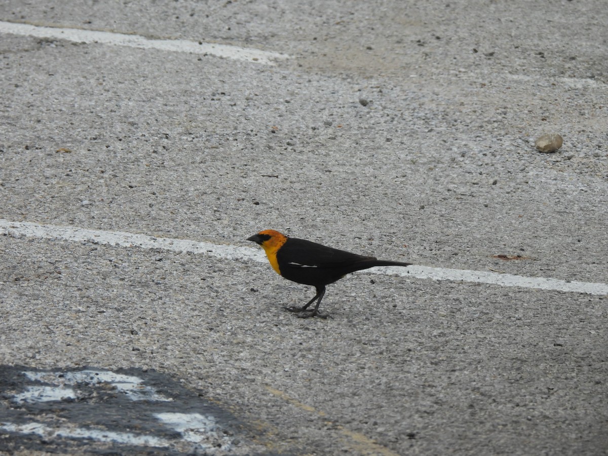 Yellow-headed Blackbird - ML617631344