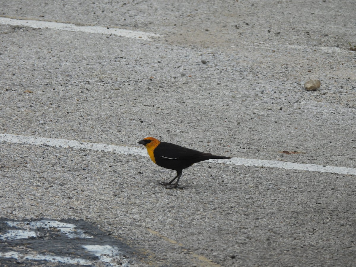 Yellow-headed Blackbird - ML617631345