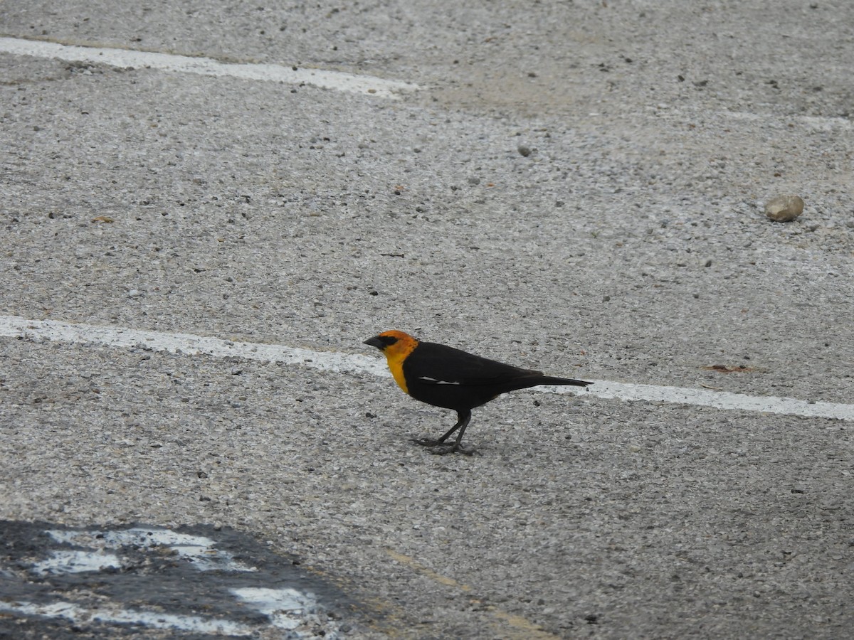 Yellow-headed Blackbird - ML617631346