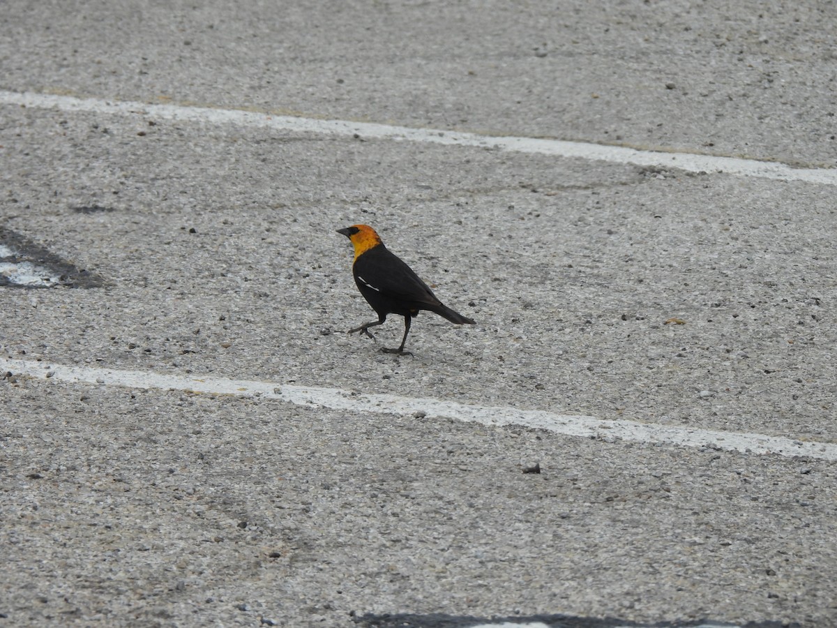 Yellow-headed Blackbird - ML617631347