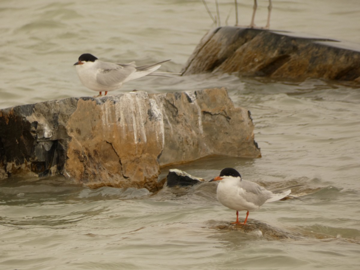 Forster's Tern - ML617631371