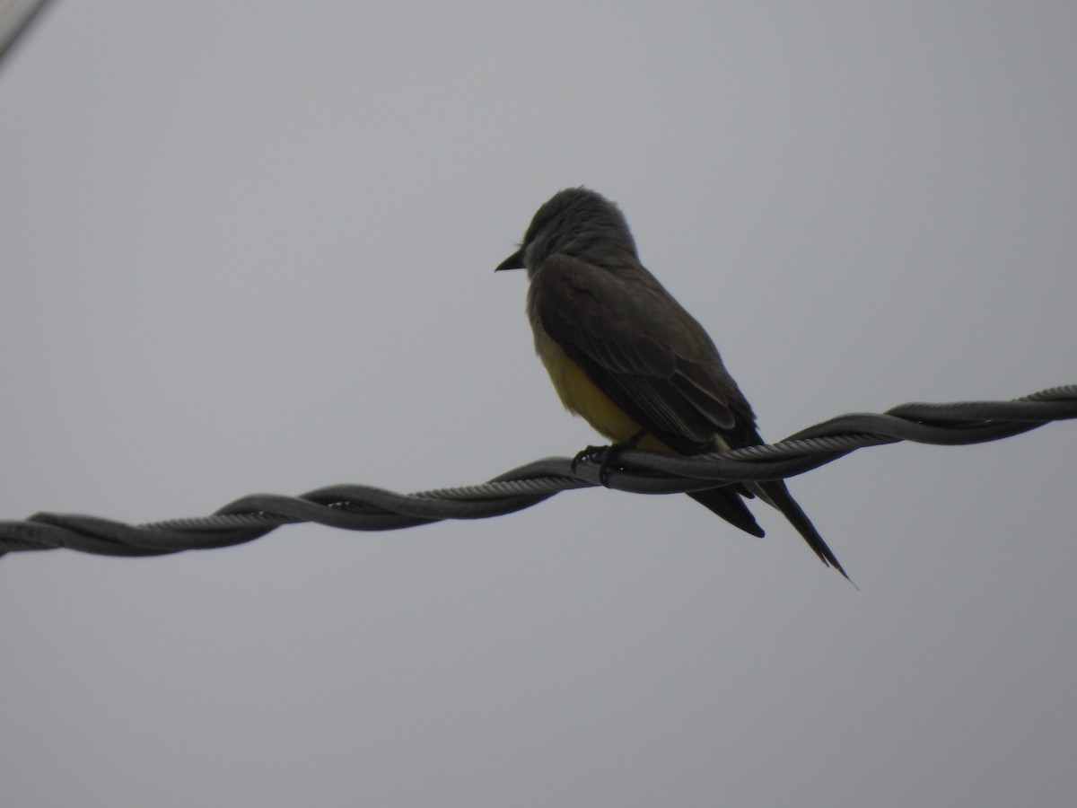 Western Kingbird - ML617631373