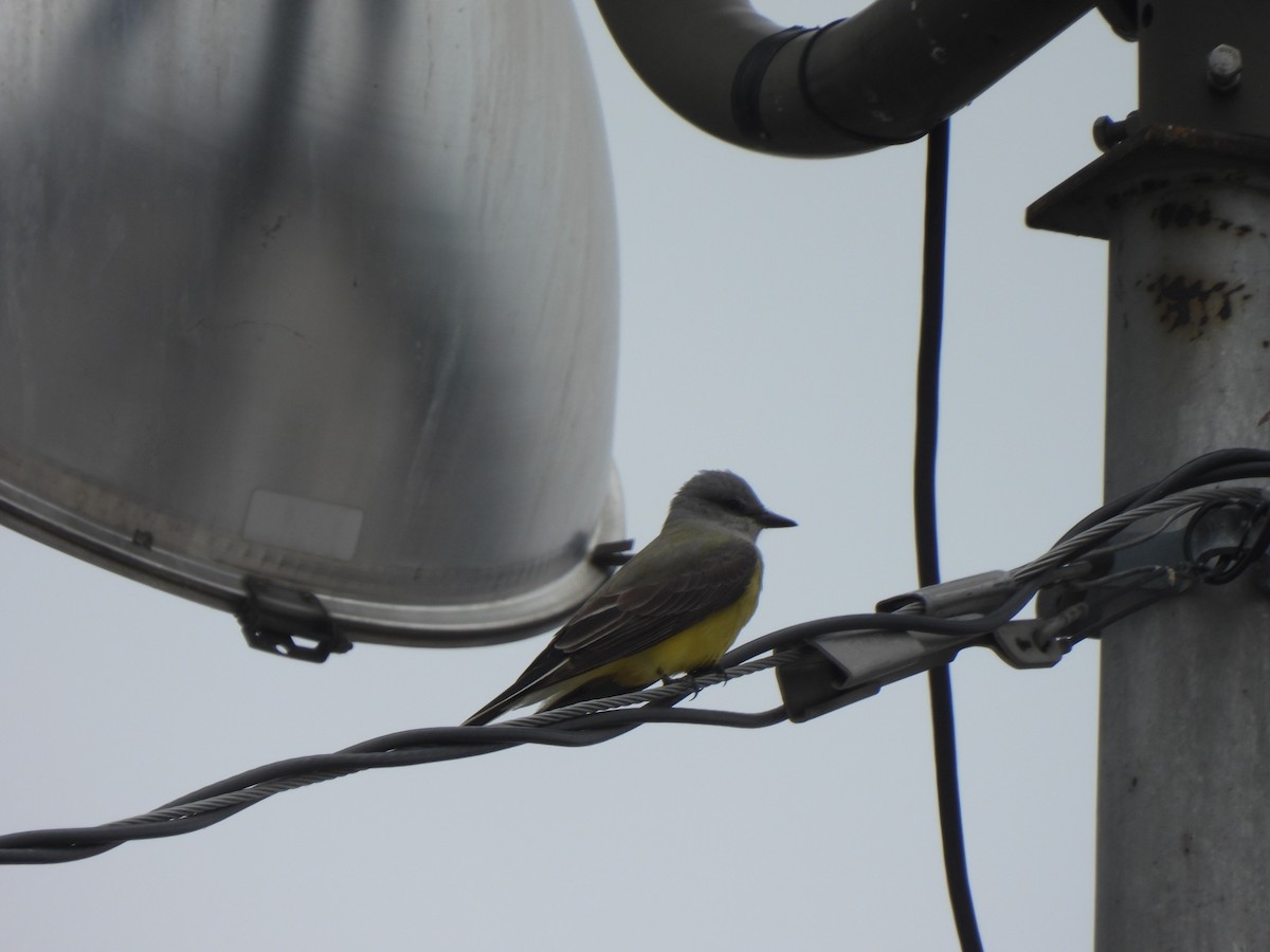 Western Kingbird - ML617631375