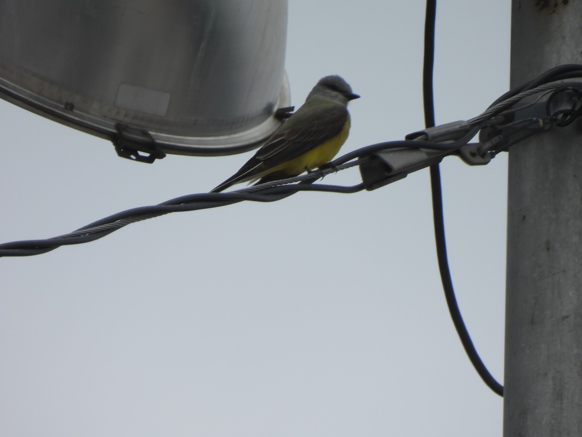 Western Kingbird - ML617631376