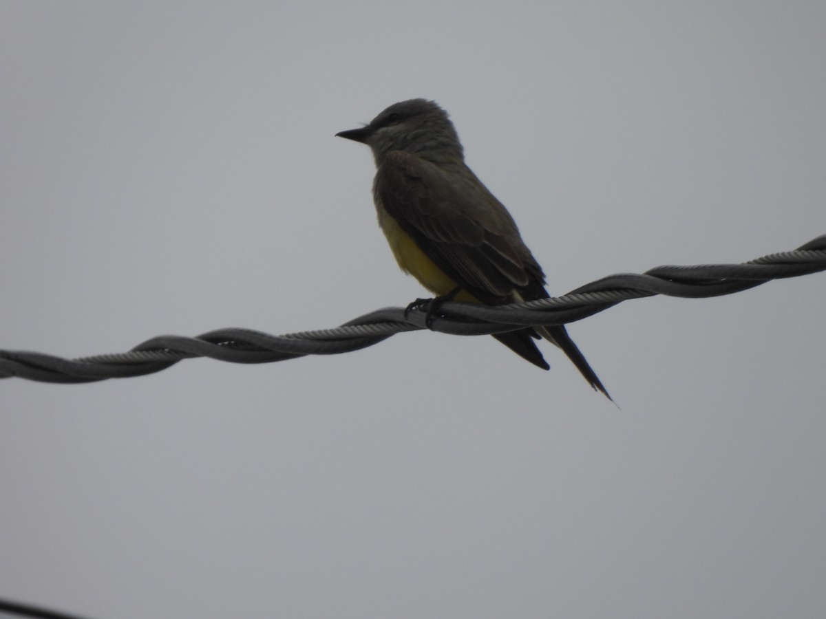 Western Kingbird - ML617631379