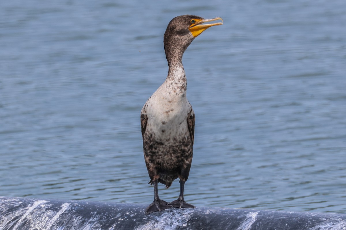 Cormoran à aigrettes - ML617631413