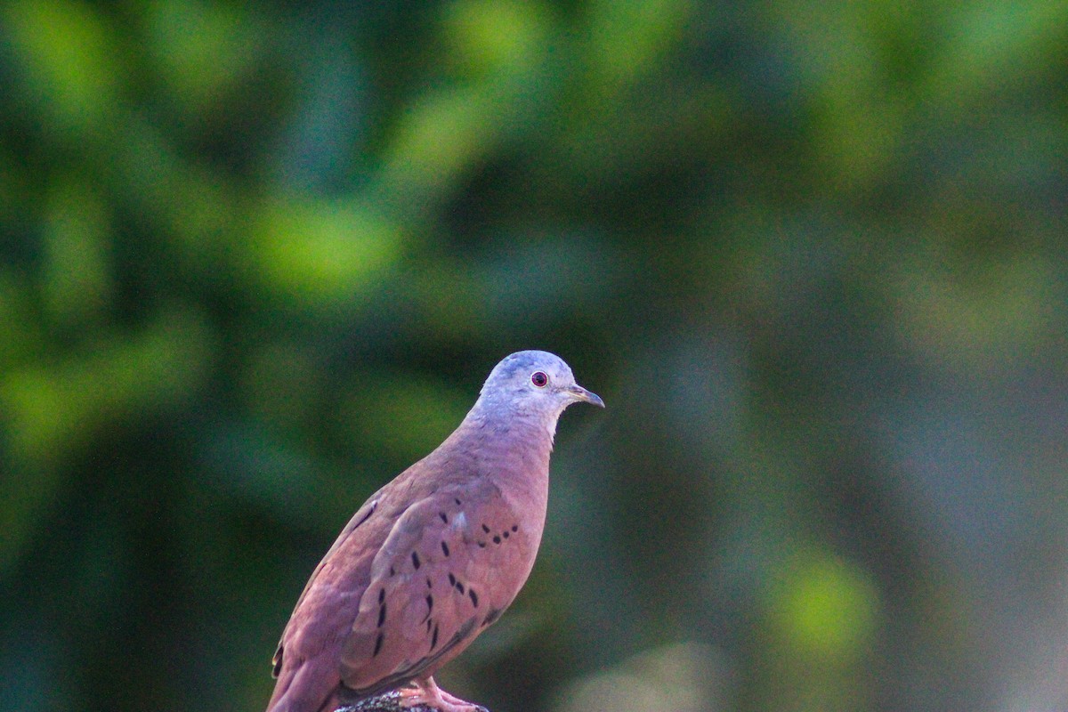 Ruddy Ground Dove - ML617631425