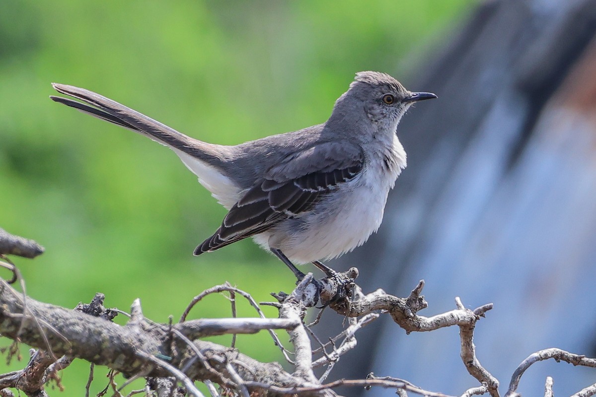 Northern Mockingbird - ML617631432