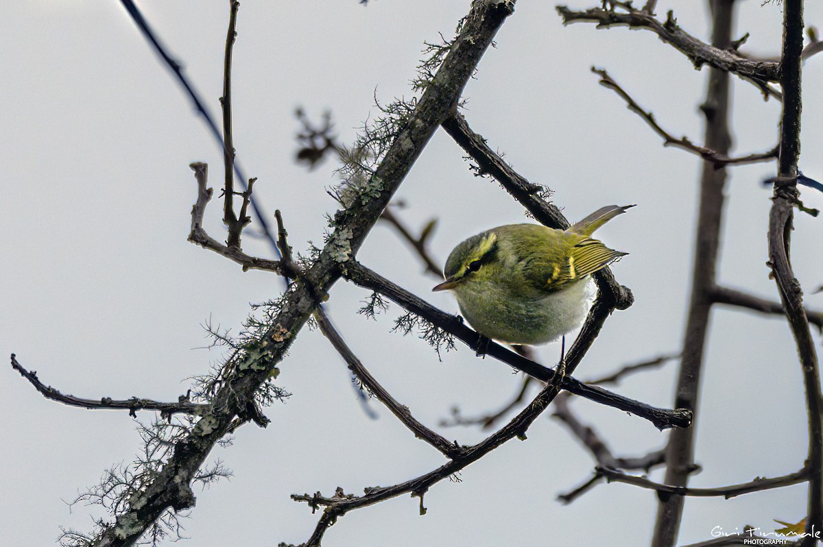 Lemon-rumped Warbler - ML617631438