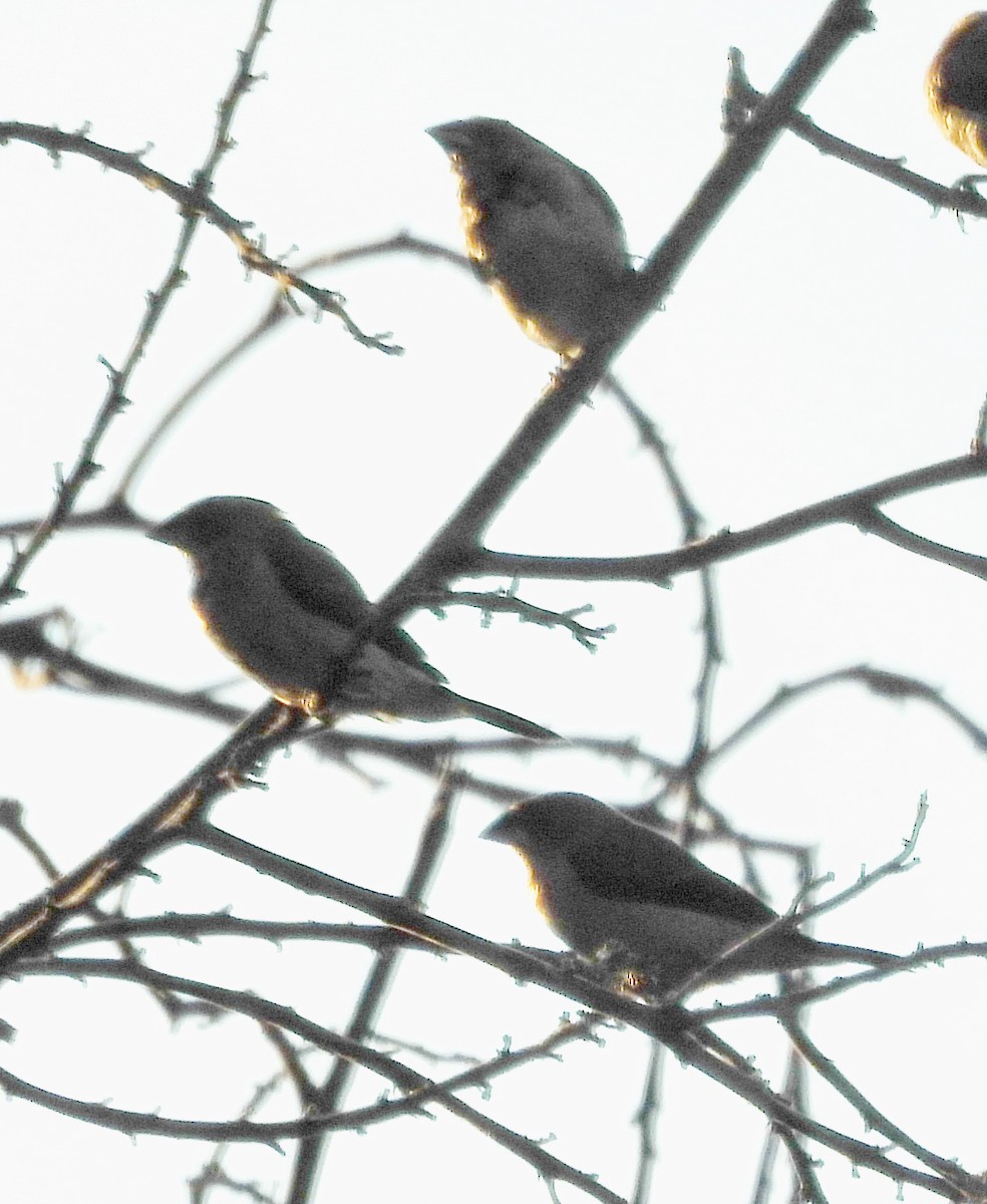 Scaly-breasted Munia - Barbara Dye