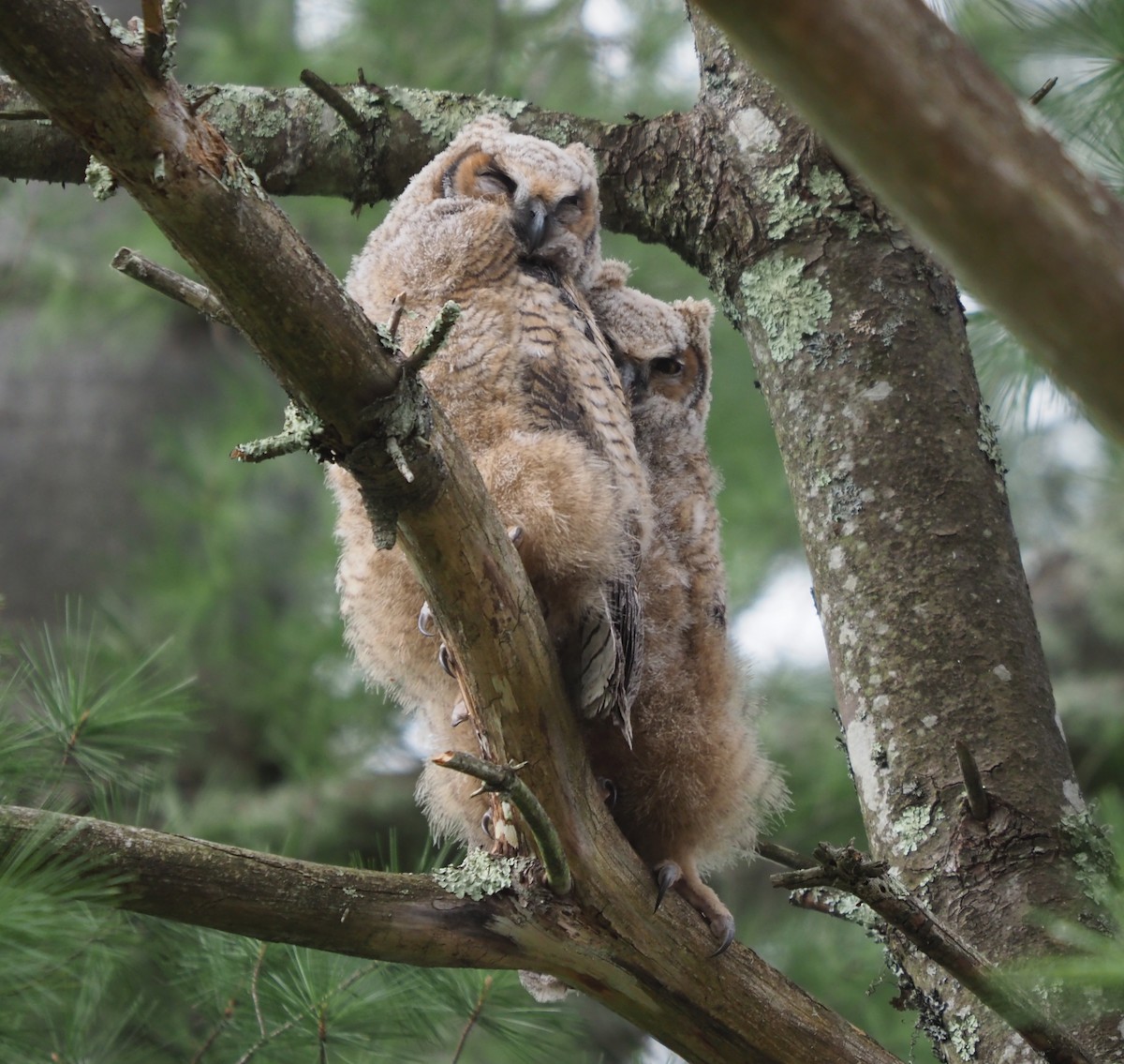 Great Horned Owl - ML617631507