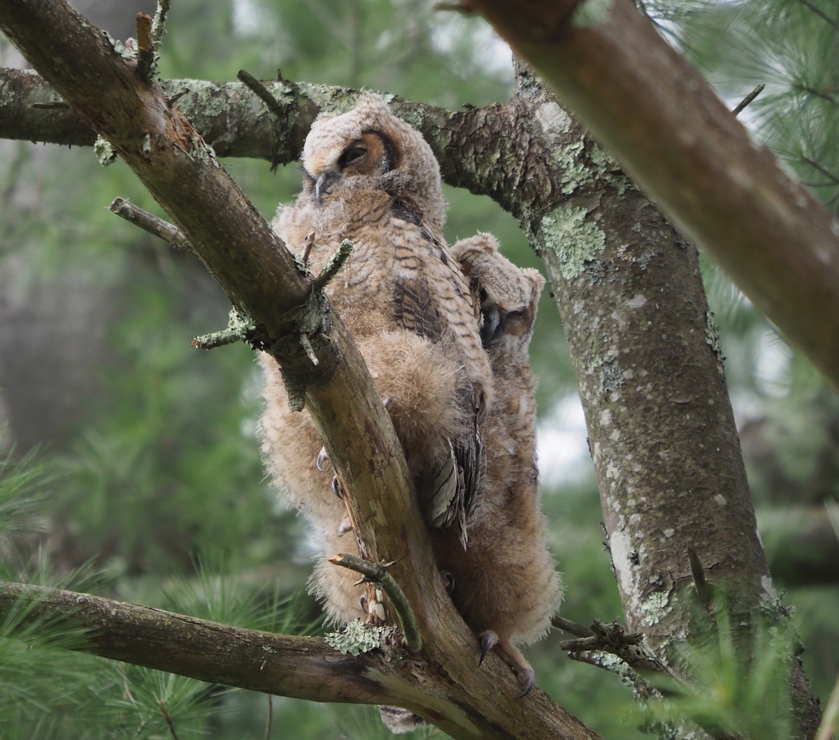 Great Horned Owl - ML617631511