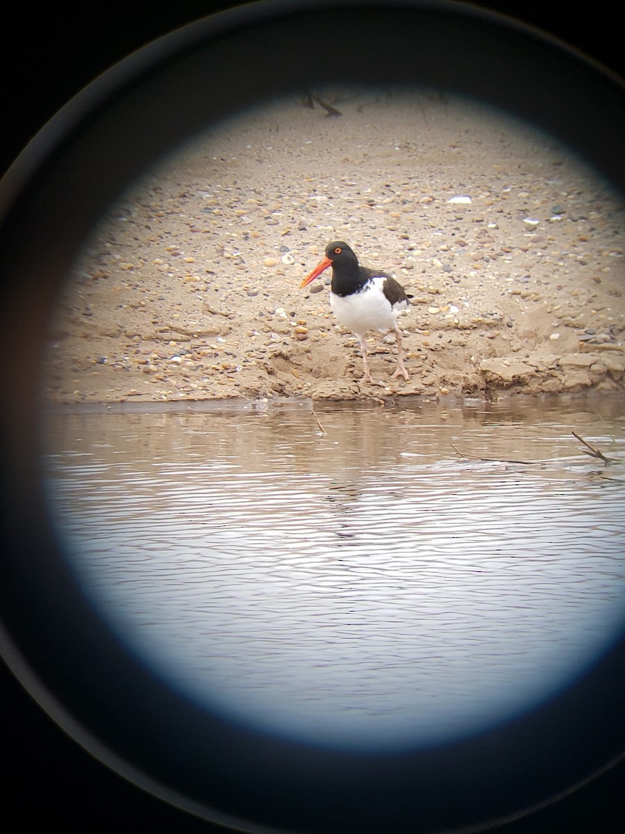 American Oystercatcher - ML617631522