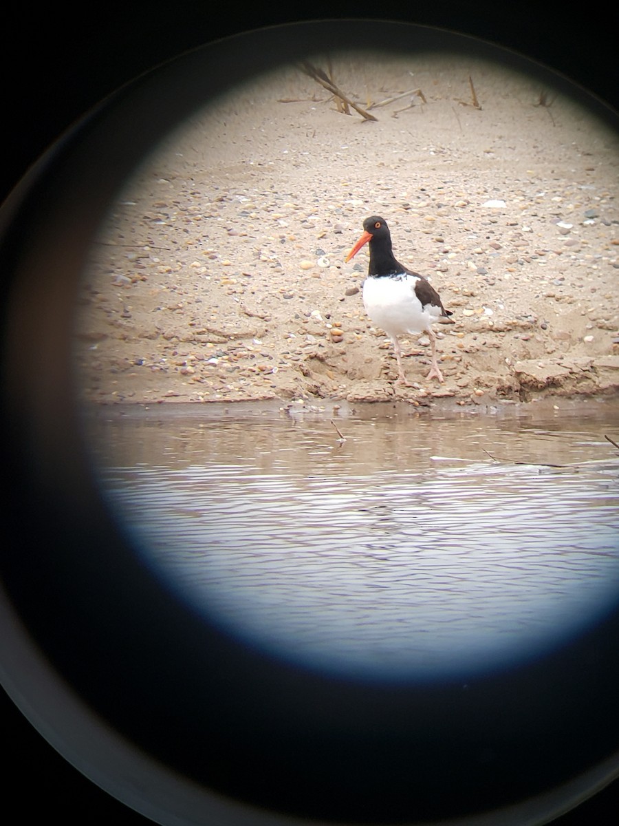 American Oystercatcher - ML617631523