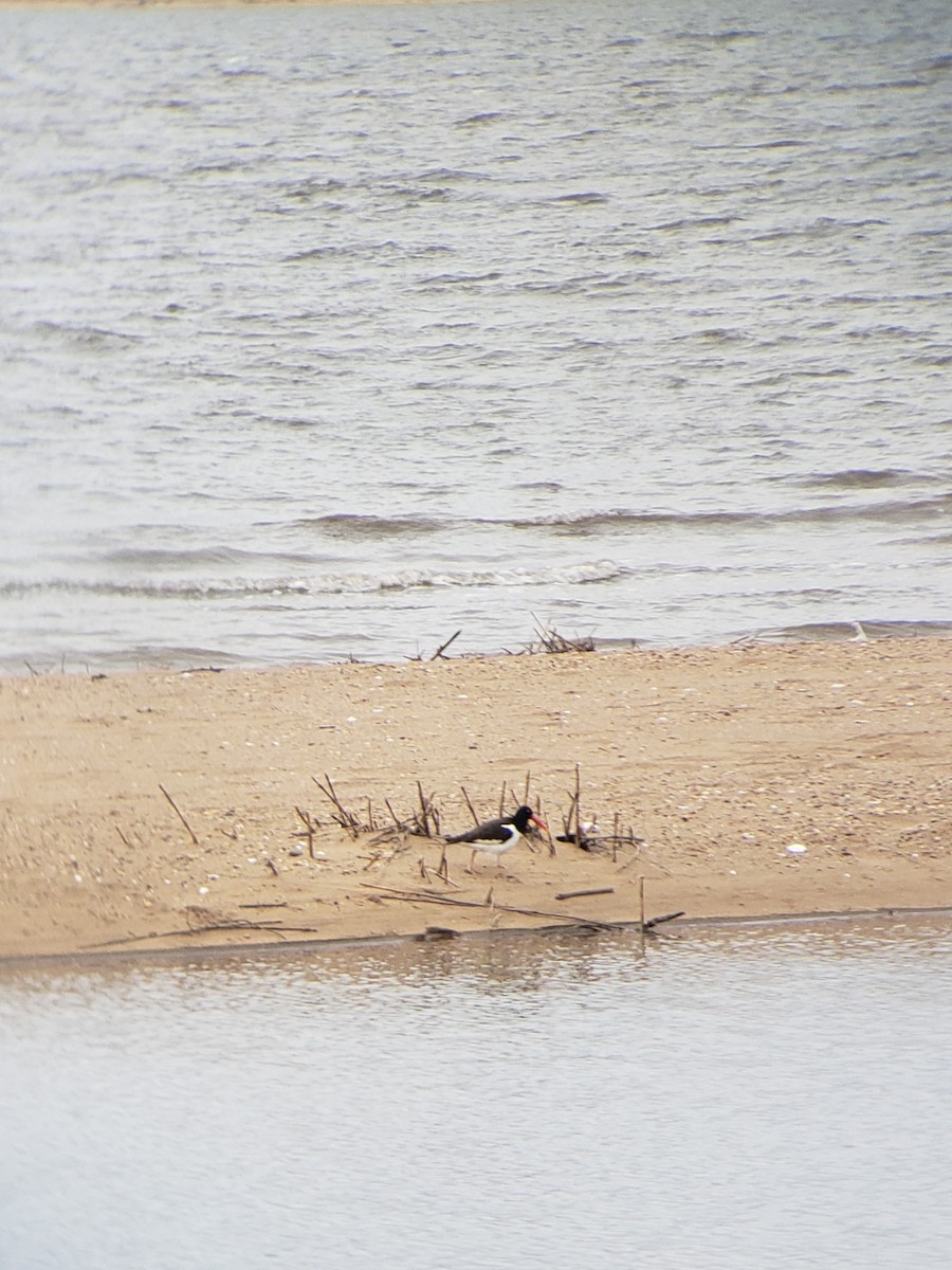 American Oystercatcher - ML617631524