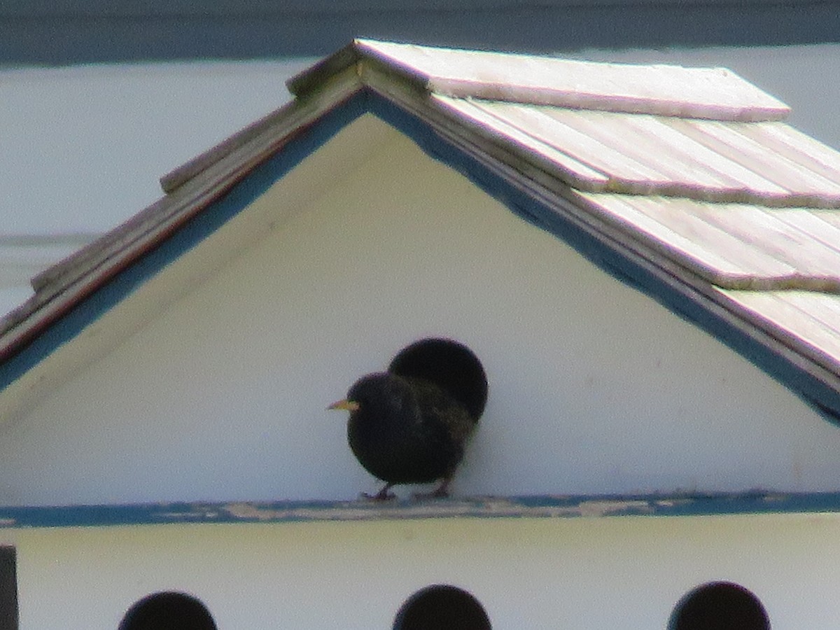 European Starling - Rebecca Laroche