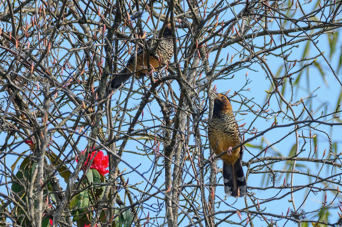 Spotted Laughingthrush - Giri Tirumale