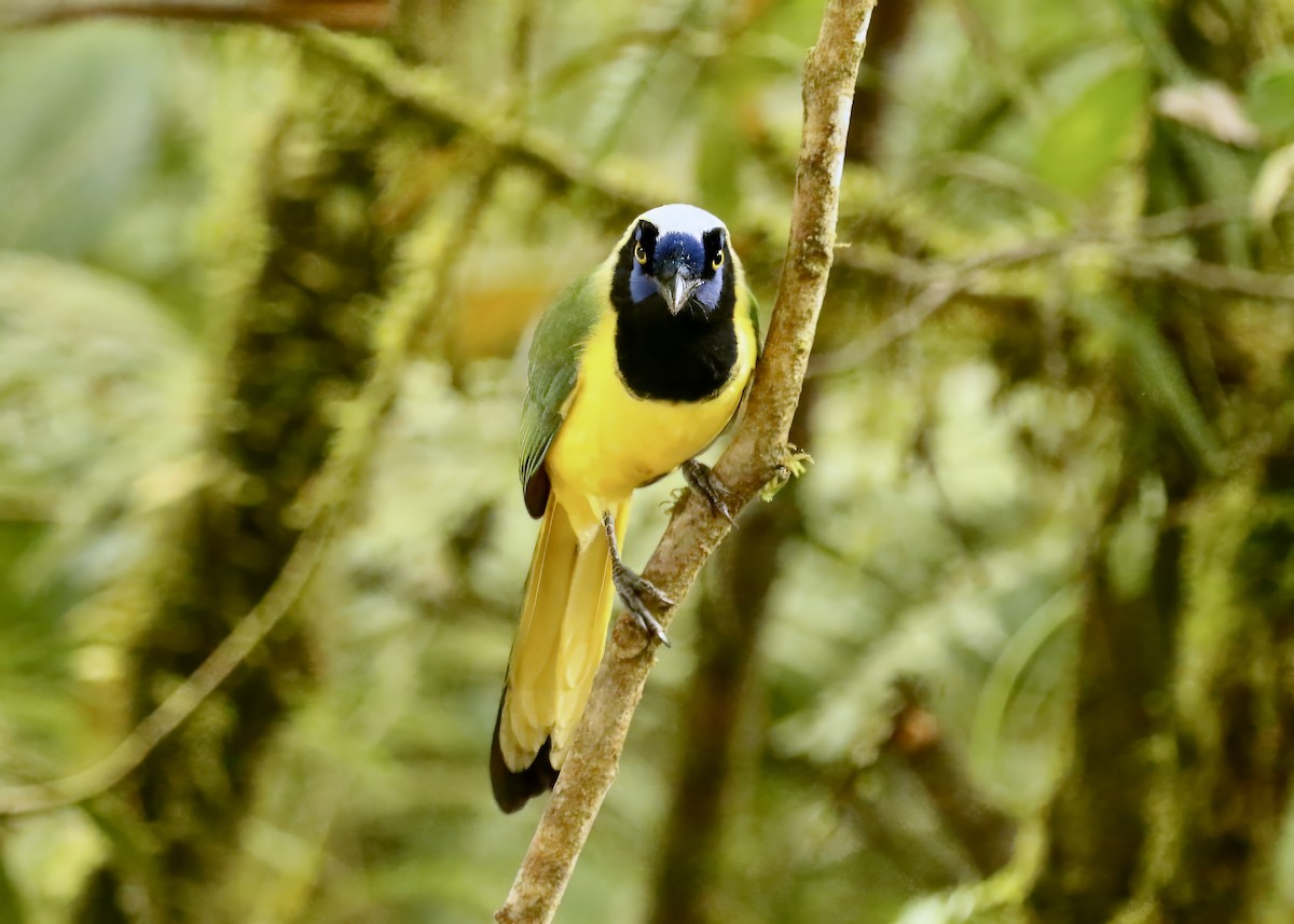 Green Jay - Katrina Moilanen