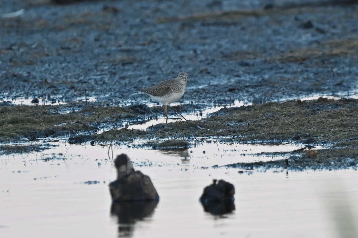 Solitary Sandpiper - ML617631645