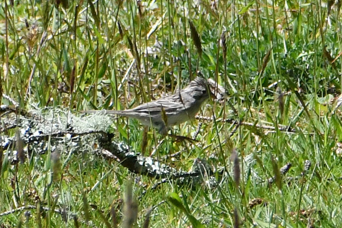 Brewer's Sparrow - ML617631679