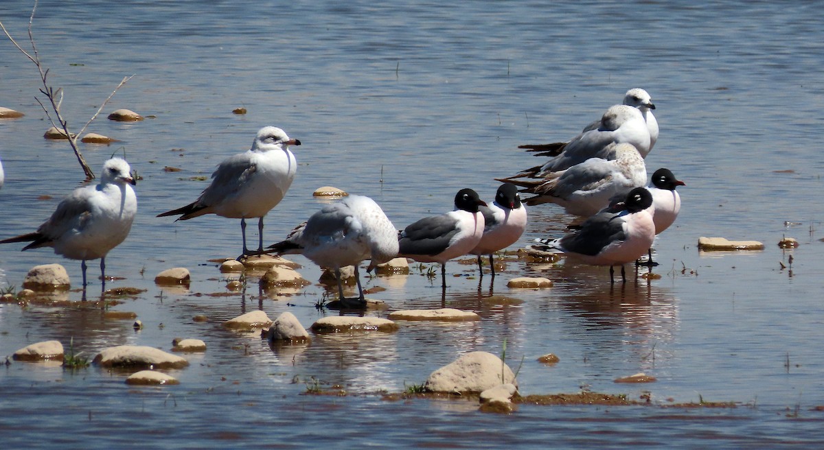 Franklin's Gull - ML617631688