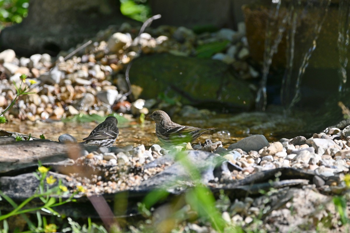 Pine Siskin - Jody Shugart