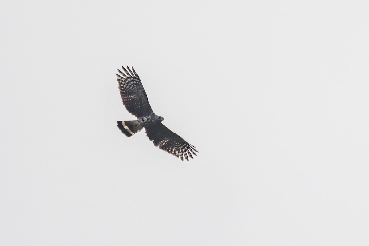 Hook-billed Kite - ML617631761