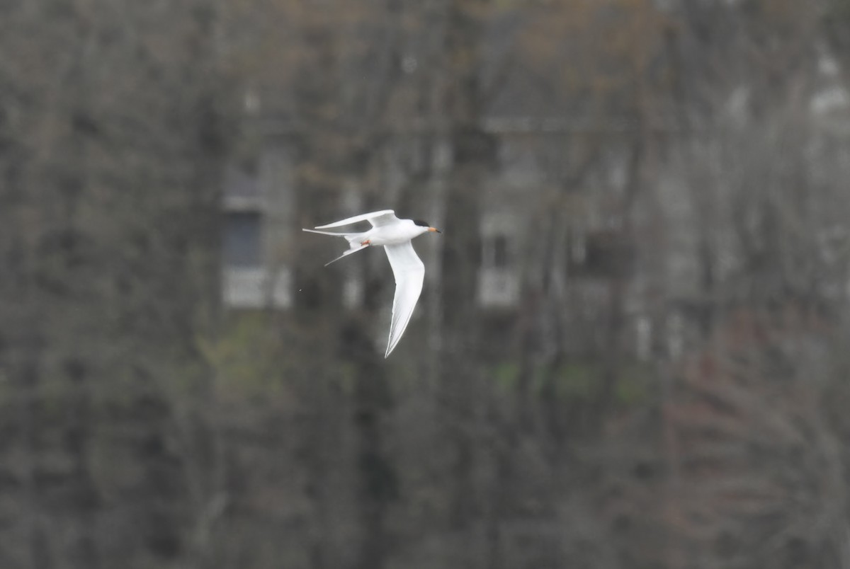 Forster's Tern - Jason Short