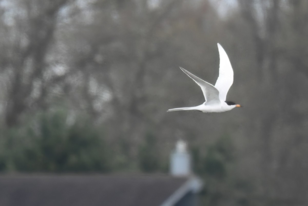 Forster's Tern - Jason Short