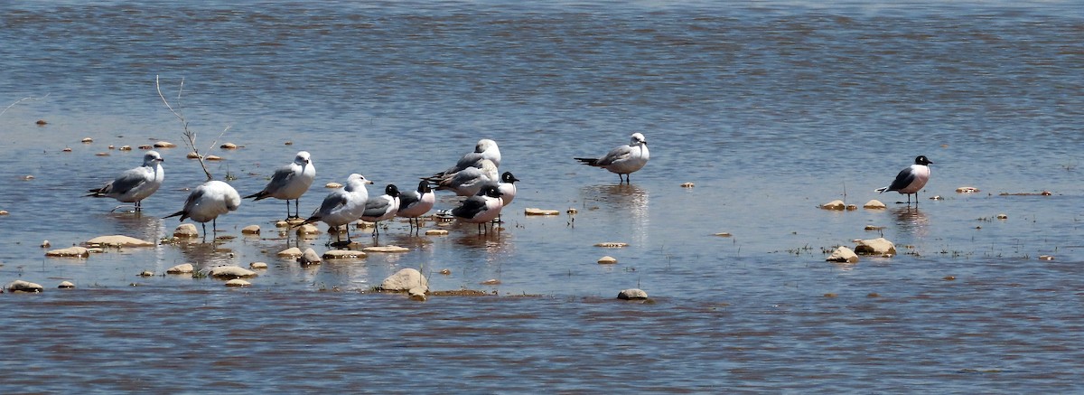 Mouette de Franklin - ML617631794